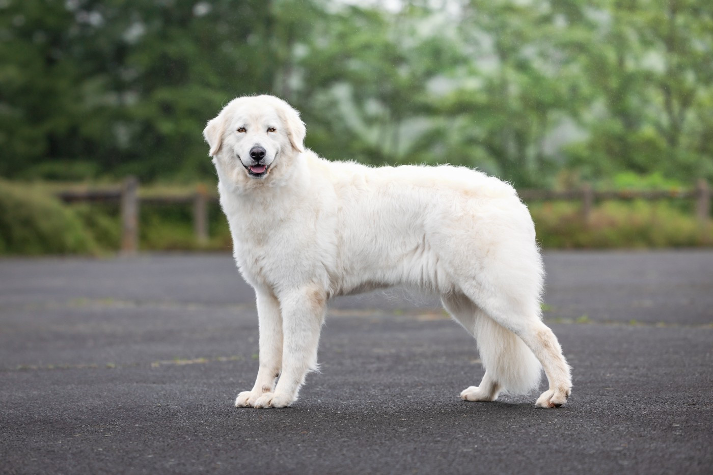 CH. Shiva dit cali (Sans Affixe)