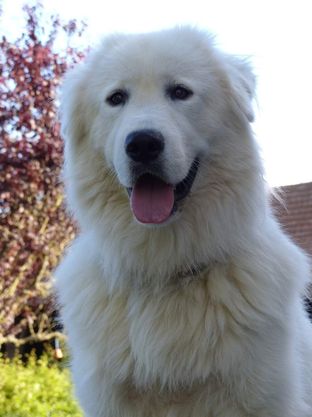 Thorin Des Meneurs D'Illawarra