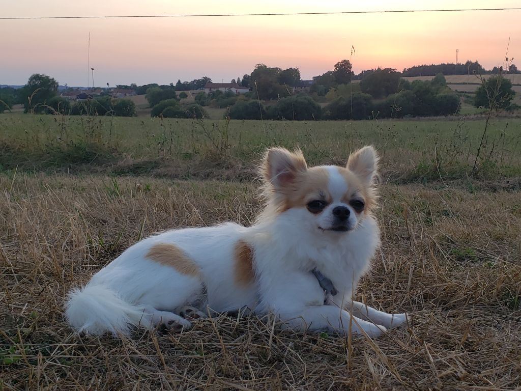 Vicky jolie De La Grande Epopée