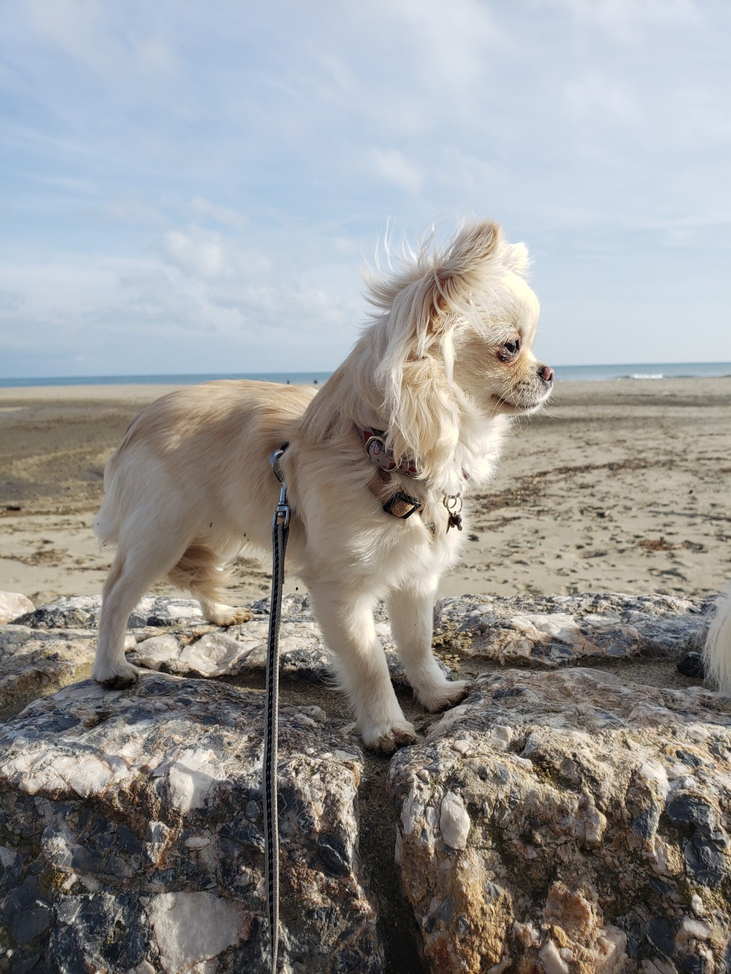 Arielle De La Grande Epopée